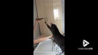 Raccoon reaching for food || Viral Video UK