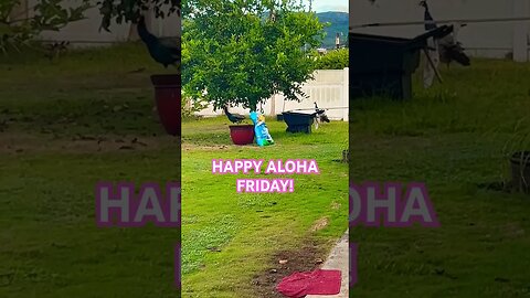 BEST FRIENDS ON A HAPPY ALOHA FRIDAY MORNING #aloha