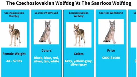 The Czechoslovakian Wolfdog Vs The Saarloos Wolfdog