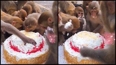 Monkeys celebrate a birthday