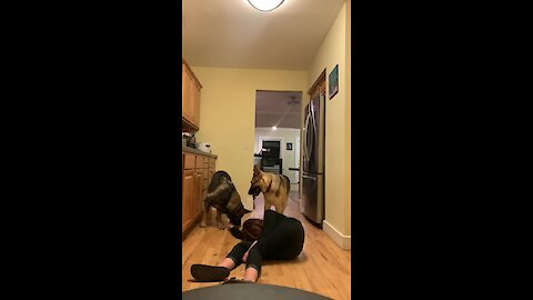 German Shepherd Tries To Save Fainted Owner