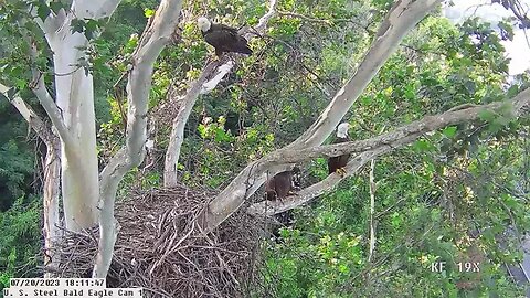 USS Bald Eagle Cam 1 7-20-23 @ 18:11:40 Hop chases Parent out of the nest