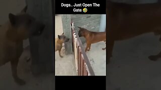 Dogs.. Just Open The Gate 🤣