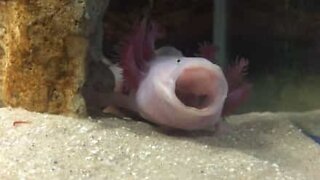 Axolotl-djuret som gäspar gulligt