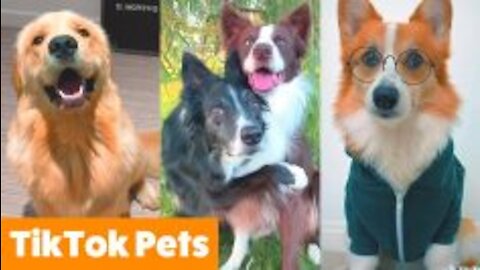 Cute TikTok Pets that Will 100% Make You Day Better / Bestbroadcast