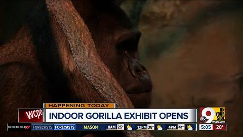 Cincinnati Zoo unveils indoor gorilla exhibit