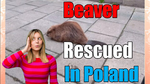 Beaver rescued after wandering the streets of Krakow