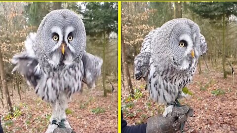 The owl has a cool face and thick plumage