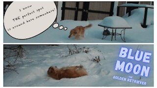 Golden Retriever Searches For THE Perfect Spot To Make Snow Angels