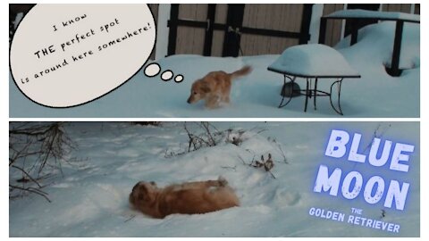 Golden Retriever Searches For THE Perfect Spot To Make Snow Angels