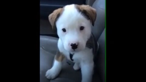 Dog gets angry nice puppy clip