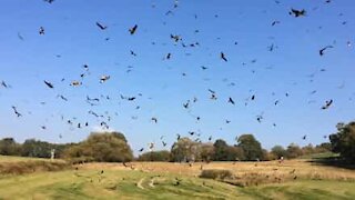 Hundratals fåglar dansar i himlen i Wales