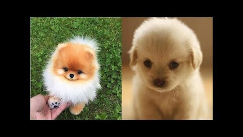 Cute Puppies 😍 ⭐💥Compilation of cute, funny and intelligent dogs |