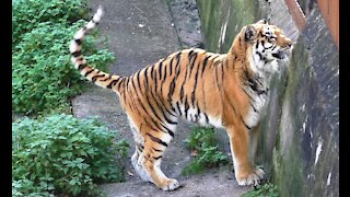 Amur tiger wants to be friends