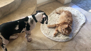 Lounging Cat Ignores Barking Great Dane Puppy