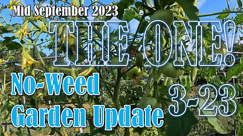 No-Weed Garden Update (Mid September) - The One!