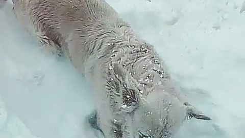 Happy (and brave!) dog plays in snow during -23°C (-9°F) weather