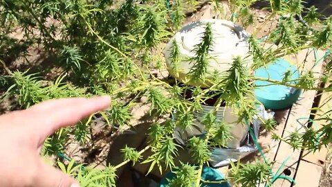 T Bird And Reds Laborday Weekend 2023 Outdoor Cannabis Grow