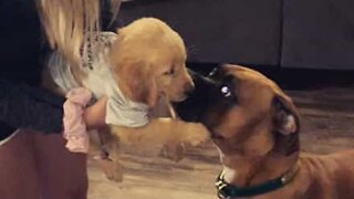 Boxer meets new puppy