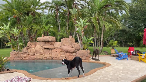 Great Dane Enjoys Pool Day Before Storm Rolls In