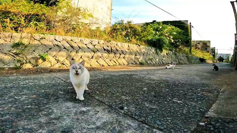 Fully populated residential complex is cat world