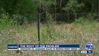 Arapahoe County looking to get to root of weeds problem