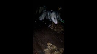 Possi The Possum Says Hello