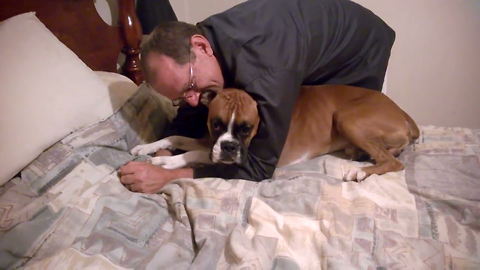 Boxer Dog Hides When Woman Tries To Scold Him