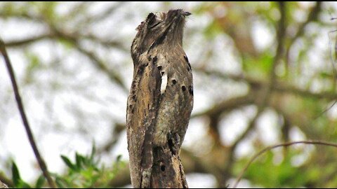 Incredible camouflage - Urutau, or "mother-of-the-moon", is a bird that carries many superstitions.