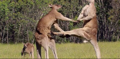 Fight - between two kangaroos - see how amazing 1