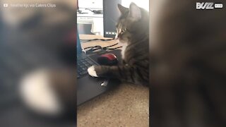 Gato não deixa a sua dona trabalhar em casa