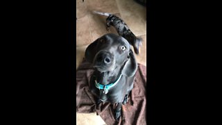 Dog Washes Muddy Feet Before Coming Inside