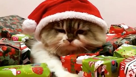 FUNNIEST Holiday Pets! 🤣 | Best Christmas Cats & Dogs 2023