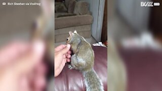 Esquilo adorável adormece na mão do dono