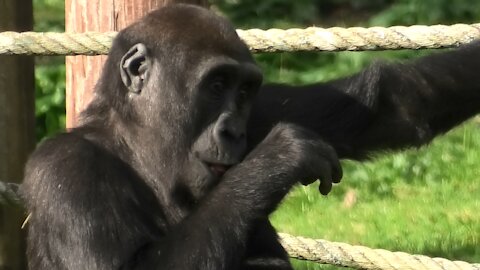 Gorilla youngster chases rabbit around his enclosure