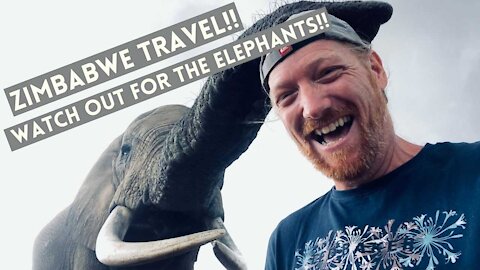 ZIMBABWE SAFARI 🐘🐘 | You won' t BELIEVE Elephants drink the entire swimming pool