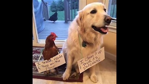 #funny chicken ..2021