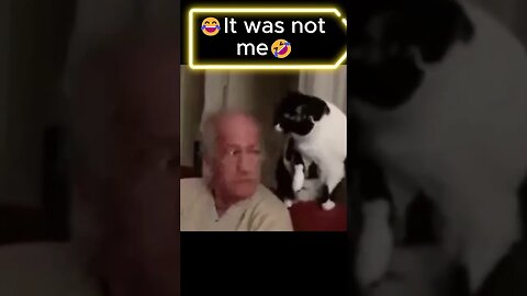😂❤️It was not me, very cute cat. #viral #cat #cats #catlover #shorts #funnyvideo #fypシ