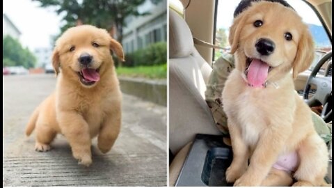 Funniest & Cutest Golden Retriever Puppies of Funny Puppy Videos 2021