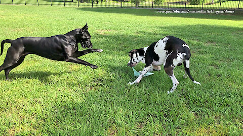 Great Danes get totally distracted while delivering the newspaper