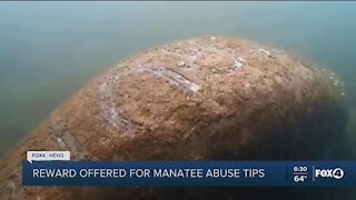 Reward for manatee abuse tips