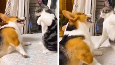 Cat Vs Dog Funny Fight Of The Years 😄 Do not miss ending
