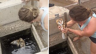 Owl Trapped In Water Trough Rescued From Certain Death