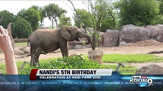 Reid Park Zoo celebrating 5th birthday for Nandi the African elephant