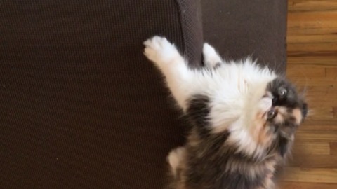 Kitten does her best 'King Kong' impression