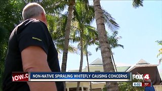 Pest control expert: spiraling whiteflies are threatening trees in Southwest Florida