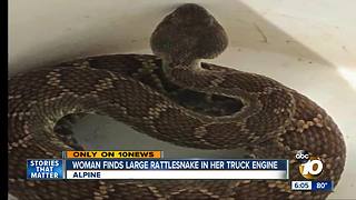Woman finds large rattlesnake in truck engine