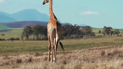 A Giraffe Walking In The Wilderness #nature #giraffe #viral