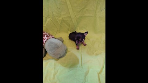 Chihuahua Litter Available