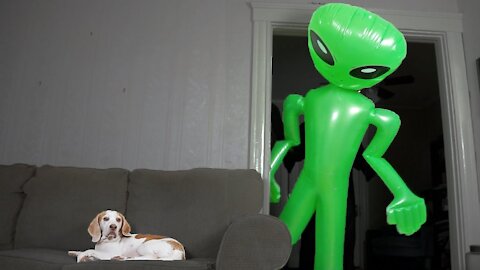 Dog Unfazed by Giant Alien_ Funny Dog